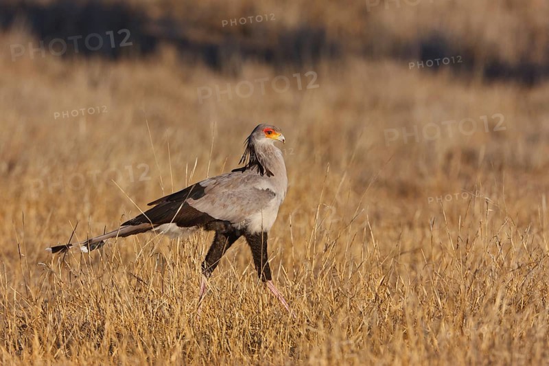 Secretarybird (Sagittarius serpentarius), Northern Cape, South Africa, Africa