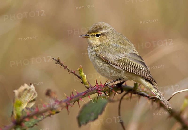 Common Chiffchaff (Phylloscopus collybita), Mecklenburg-Western Pomerania, Germany, Europe