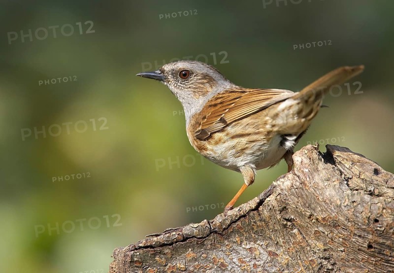 Dunnock (Prunella modularis), Mecklenburg-Western Pomerania, Germany, Europe
