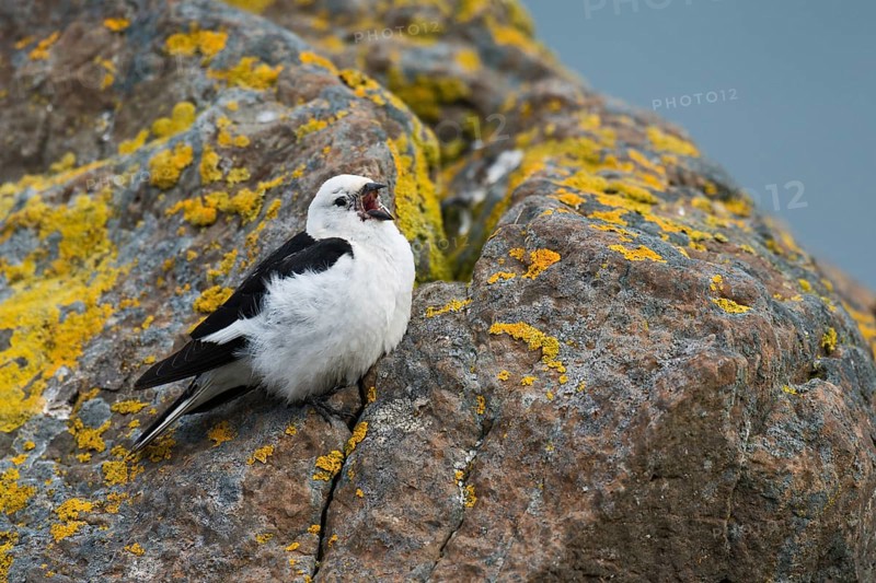 Snow Bunting (Plectrophenax nivalis insulae) male singing, perched on a stone, Iceland, Europe