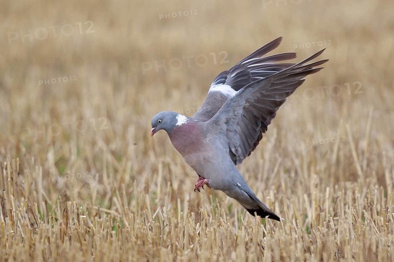 Common Wood Pigeon (Columba palumbus) flying, North Rhine-Westphalia, Germany, Europe