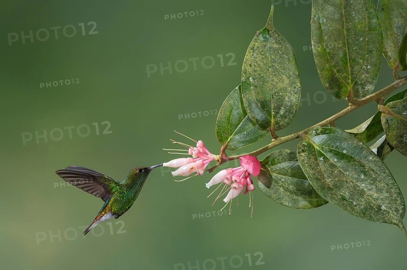 Coppery-headed Emerald (Elvira cupreiceps), Costa Rica, Central America