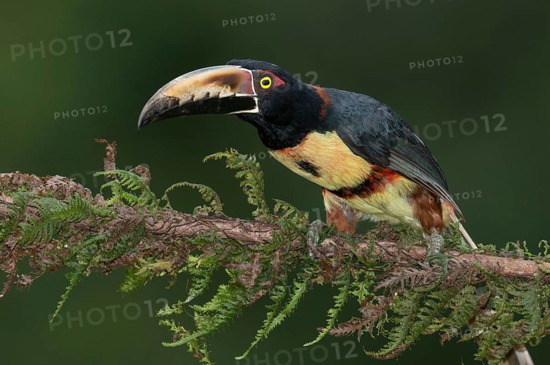 Collared Aracari (Pteroglossus torquatus), Costa Rica, Central America