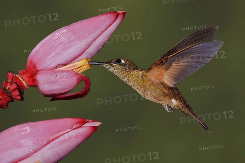 Fawn-breasted Brilliant (Heliodoxa rubinoides), Ecuador, South America