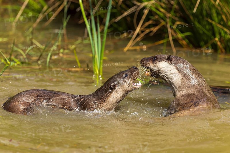 Two otters fighting in the water and showing their teeth, European otter (Lutra lutra), Germany, Europe