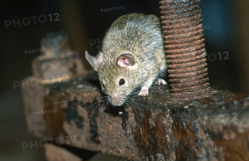 House mouse (Mus musculus) sitting on an old rusty iron frame, North Rhine-Westphalia, Germany, Europe