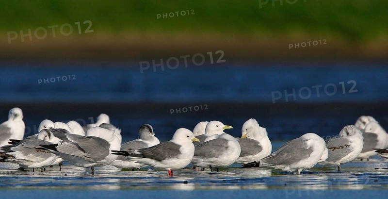 Black-legged Kittiwake (Rissa tridactyla), Alaska, USA, North America