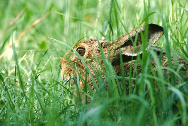 European brown hare (Lepus europaeus) sitting in its manger in a meadow, North Rhine-Westphalia, Germany, Europe