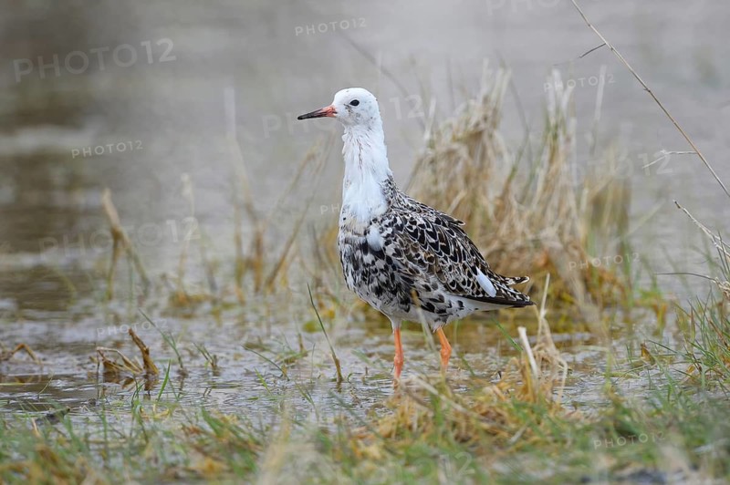 Kampfläufer (Philomachus pugnax) Ruff, male