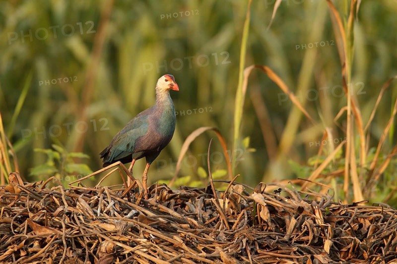 Grey-headed Swamphen (Porphyrio poliocephalus), Bueng Boraphet, Thailand, Asia