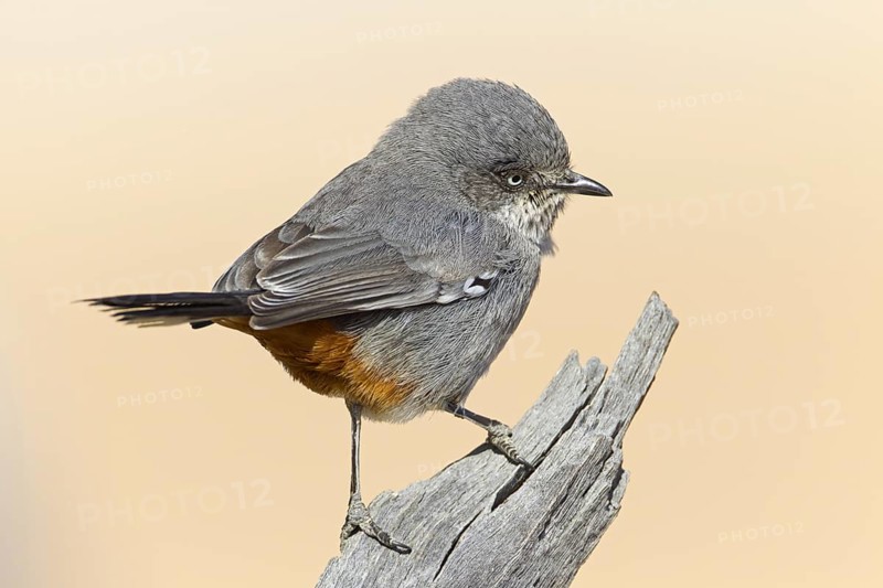Chestnut-vented Warbler (Sylvia subcoerulea), Northern Cape, Kgalagadi Transfrontier Park, South Africa, Africa