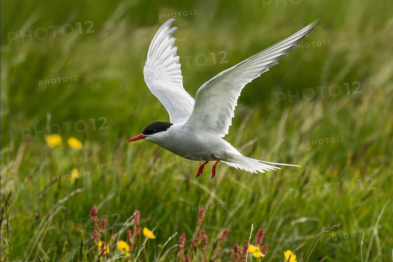 Arctic Tern (Sterna paradisaea) flying, Iceland, Europe