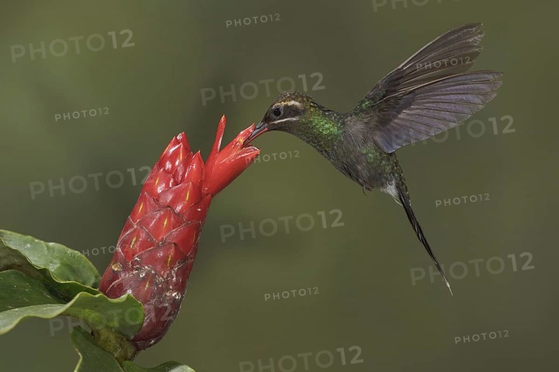 White-whiskered Hermit (Phaethornis yaruqui), Ecuador, South America