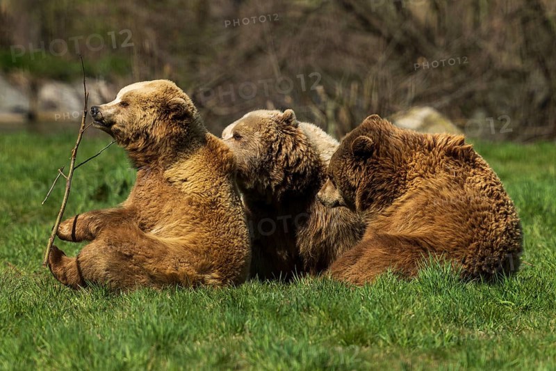 Three bears sitting in the grass, looking relaxed and calm in their surroundings, brown bear (Ursus (arctos), Germany, Europe