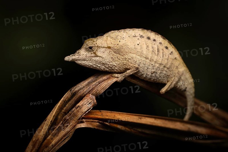An extremely rare chameleon of the genus Palleon lolontani in the rainforest of Marojejy National Park in north-east Madagascar