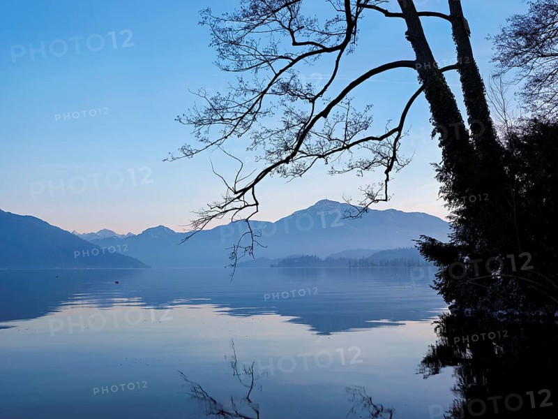 Morning atmosphere at Lake Zug with a tree with ivy in the foreground and the snow-covered Rigi in the background, Cham, Canton Zug, Switzerland, Europe