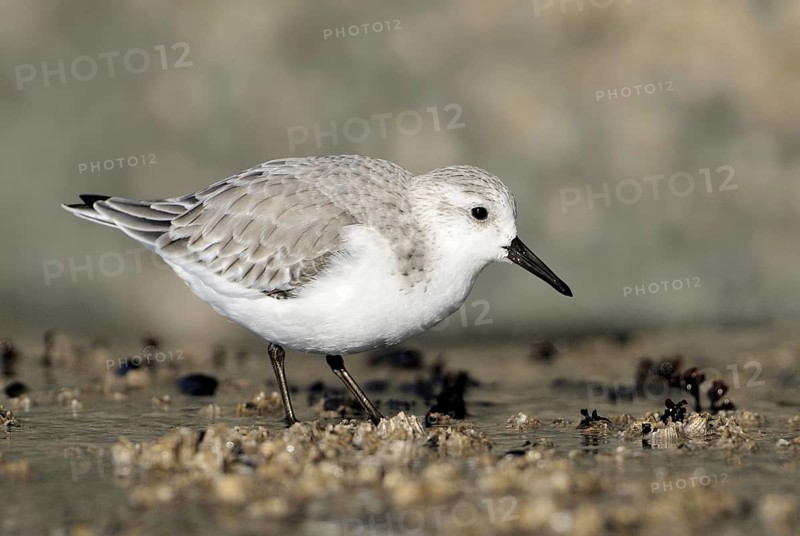 Sanderling (Calidris alba), British Columbia, Canada, North America