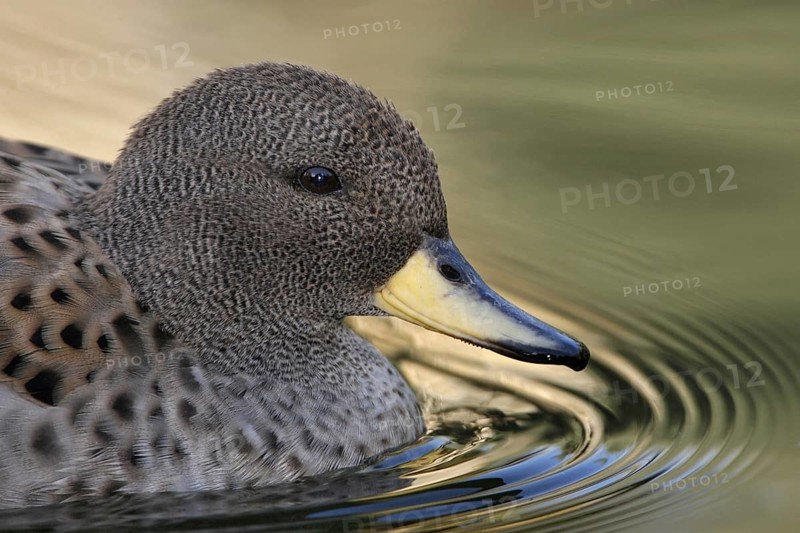 Yellow-billed Teal (Anas flavirostris), Arizona, USA, North America