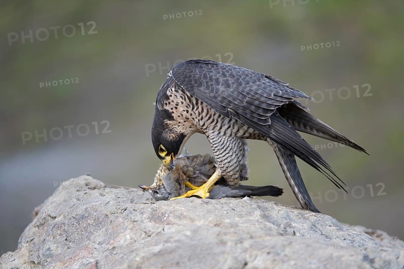 Peregrine Falcon (Falco peregrinus) female, Saxony, Germany, Europe