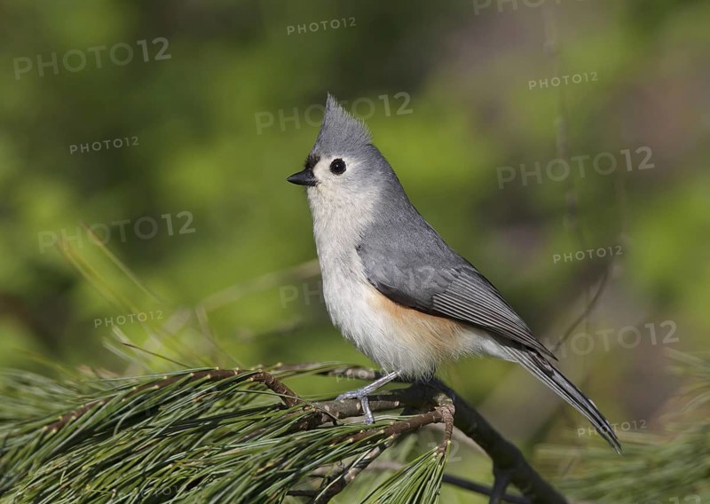 Tufted Titmouse (Baeolophus bicolor), Ohio, USA, North America