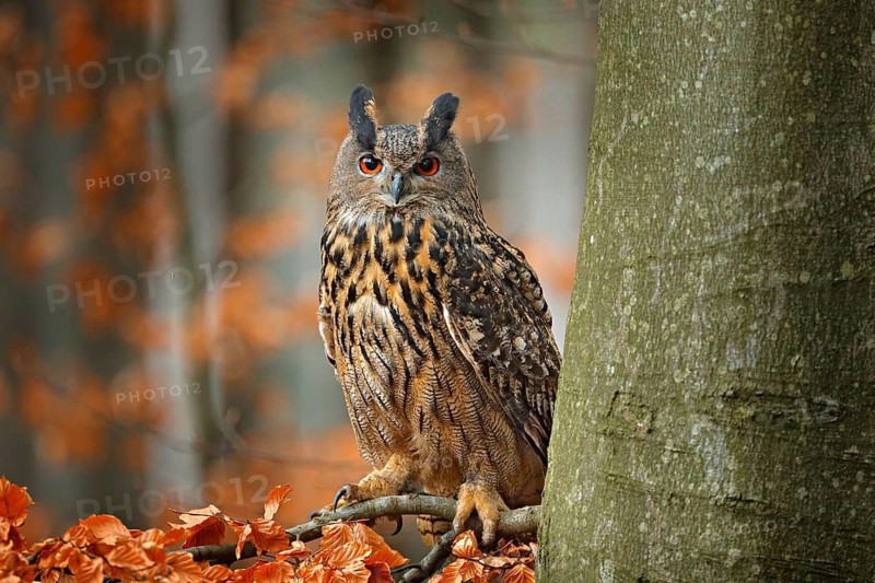 Eurasian Eagle Owl, Bubo Bubo, sitting on the tree branch, wildlife photo in the forest with orange autumn colours, Slovakia. Bird in the forest