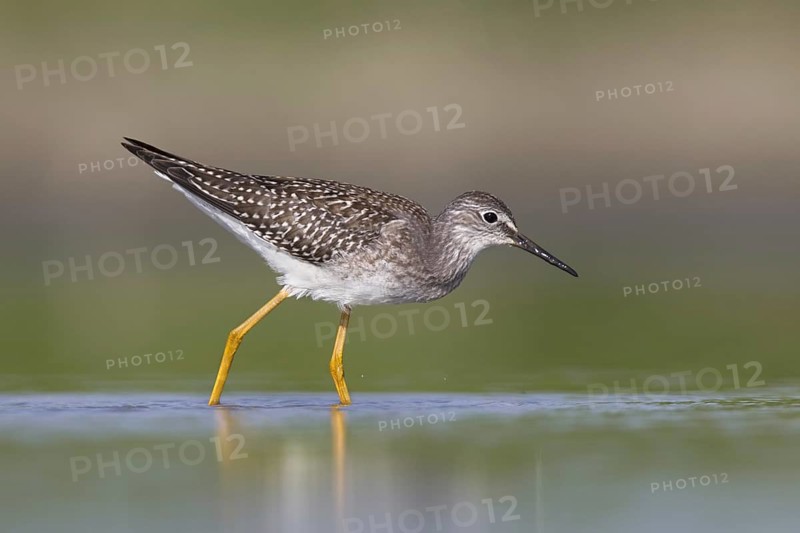Lesser Yellowlegs (Tringa flavipes) juvenile, Michigan, USA, North America