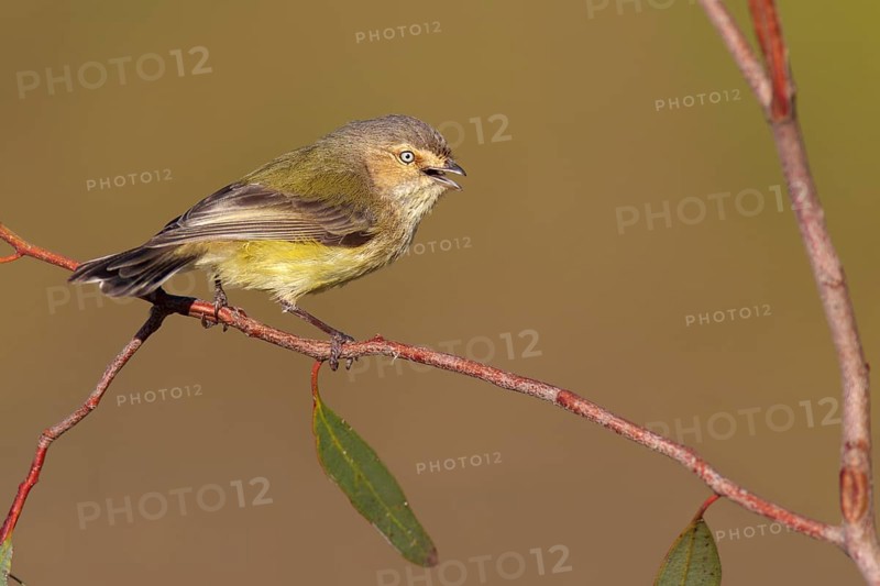 Weebill (Smicrornis brevirostris) singing, Victoria, Australia, Oceania