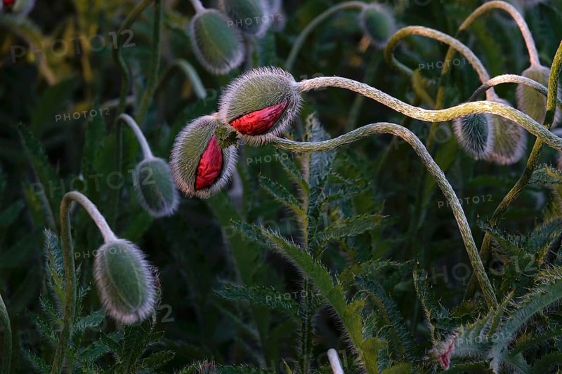 Poppies in spring, Germany, Europe