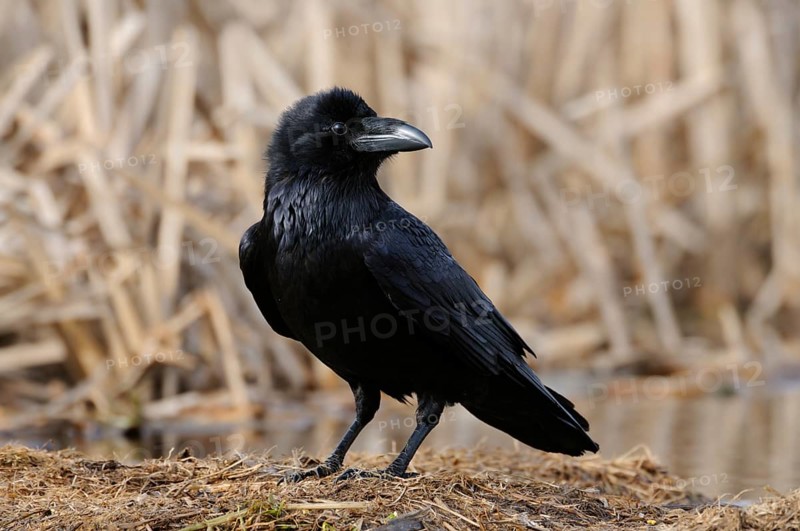 Northern Raven (Corvus corax), Mecklenburg-Western Pomerania, Germany, Europe