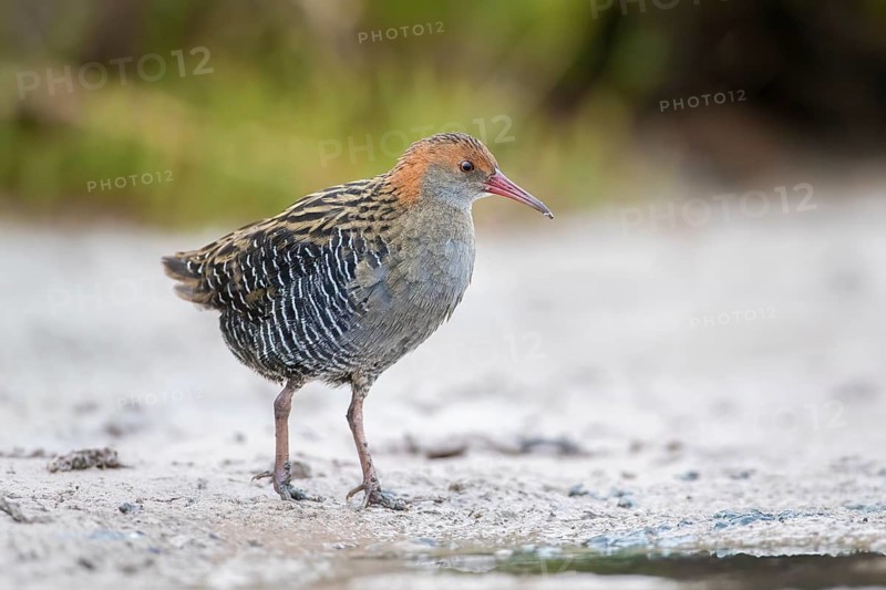 Lewin's Rail (Lewinia pectoralis) male, Victoria, Australia, Oceania