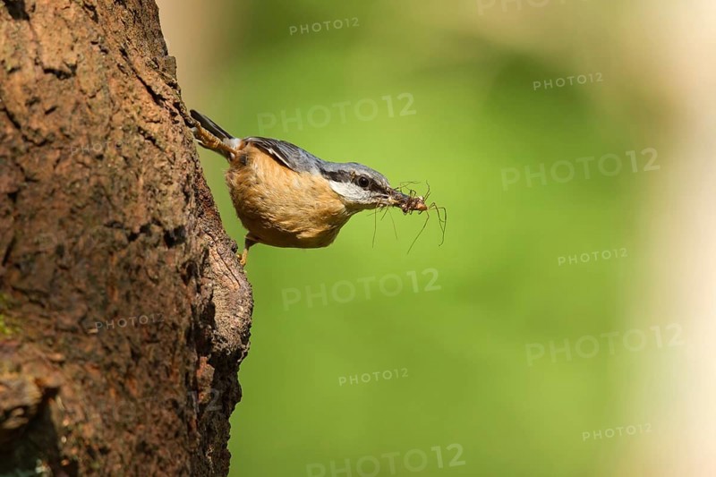 Eurasian Nuthatch (Sitta europaea) feeds at nest, Utrecht, Netherlands