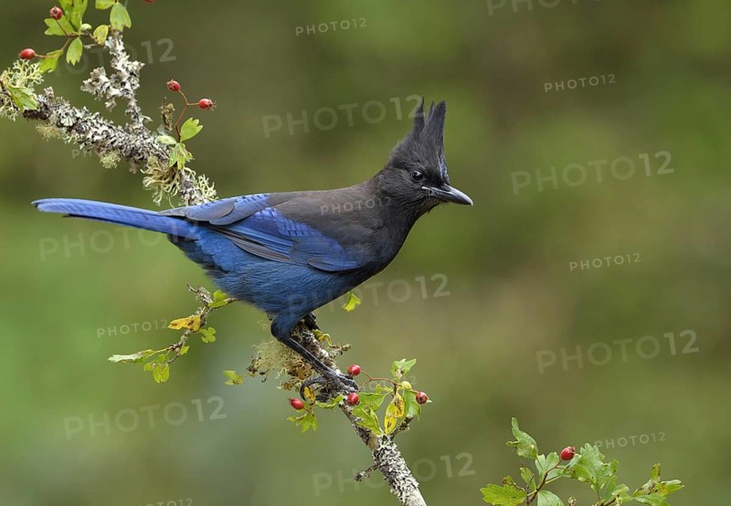 Steller's Jay (Cyanocitta stelleri), British Columbia, Canada, North America