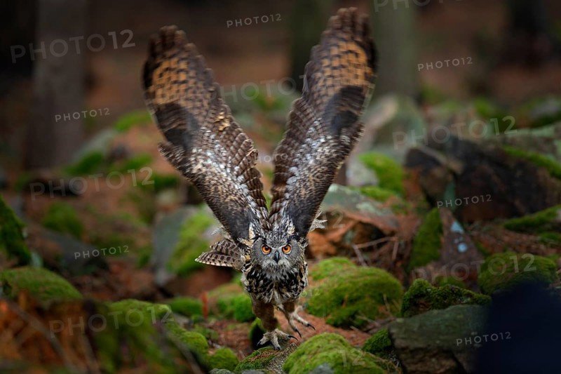 Owl in forest habitat, tree stump. Flying Eurasian Eagle Owl with open wings in forest habitat, Germany. Owl start flight with open wing, action wildlife scene nature. Bird in autumn wood with stone