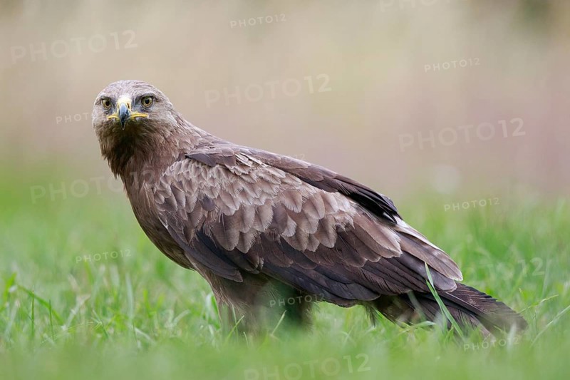 Lesser Spotted Eagle (Clanga pomarina) on grassland, Poland, Europe