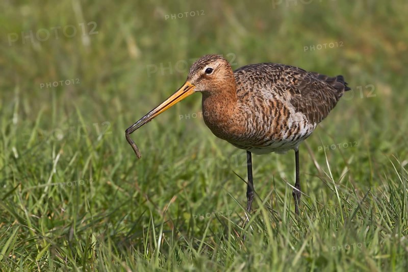 Black-tailed Godwit (Limosa limosa), Texel, Netherlands