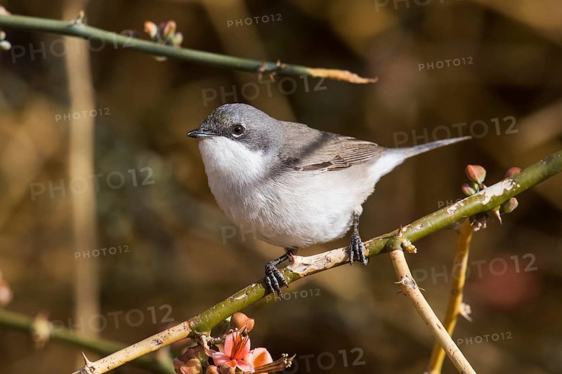 Lesser Whitethroat (Sylvia curruca) perched on a twig, Eilat, Israel, Asia