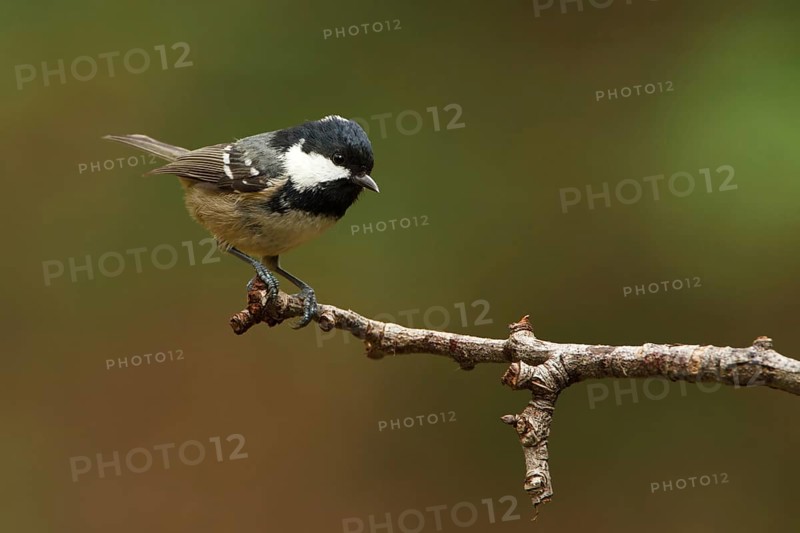Coal Tit (Periparus ater), Utrecht, Netherlands