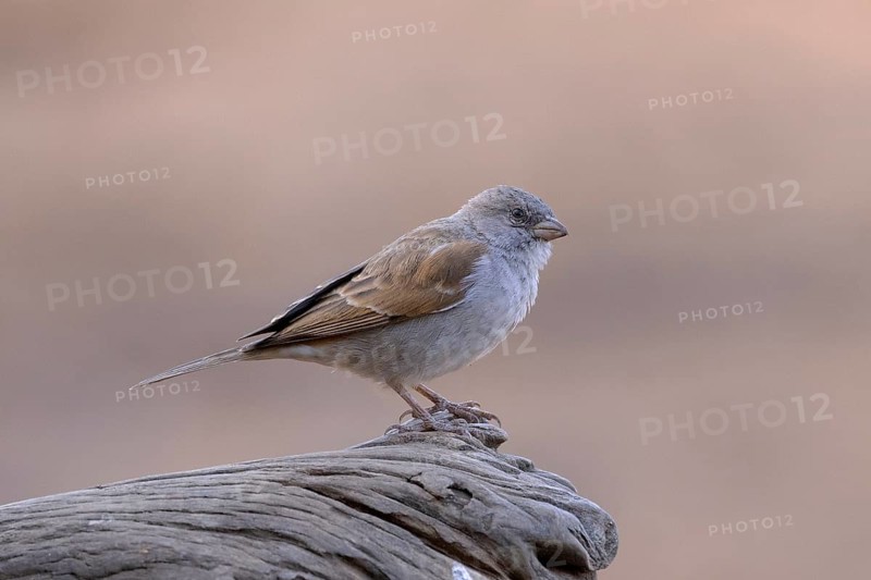 Southern Grey-headed Sparrow (Passer diffusus), South Africa, Africa