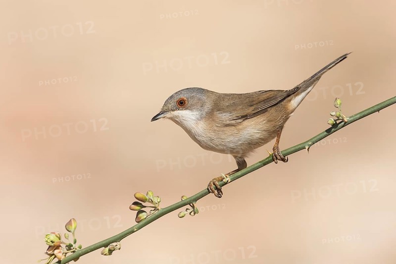 Sardinian Warbler (Sylvia melanocephala) female, Eilat, Israel, Asia
