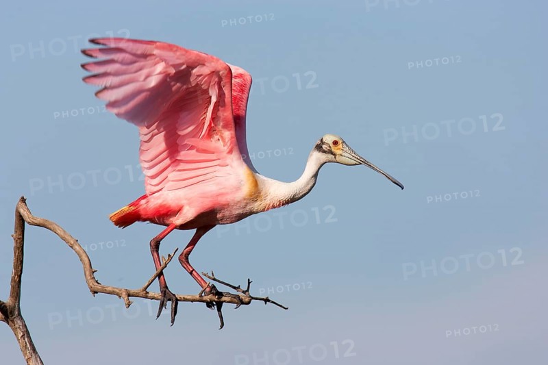 Roseate Spoonbill (Platalea ajaja), Texas, USA, North America