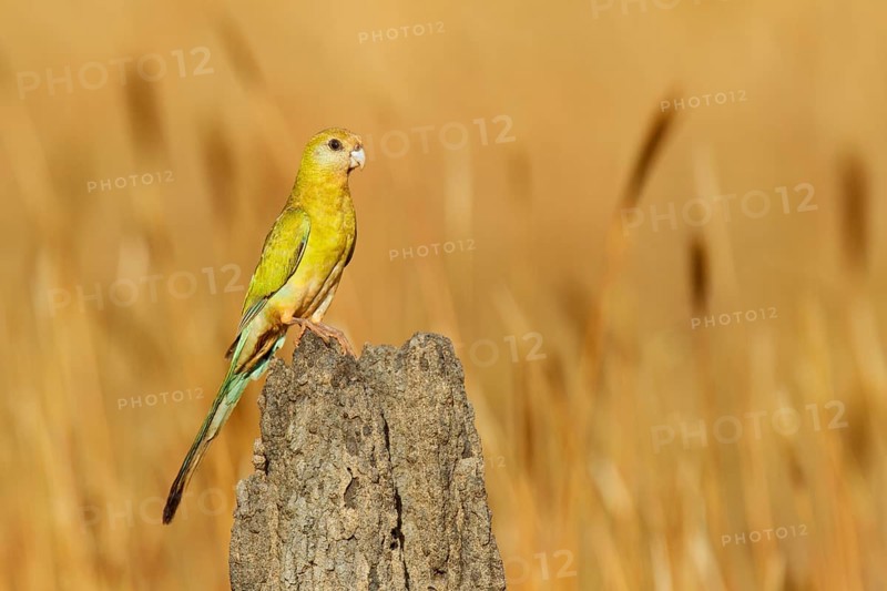 Golden-shouldered Parrot (Psephotellus chrysopterygius) female, Queensland, Australia, Oceania
