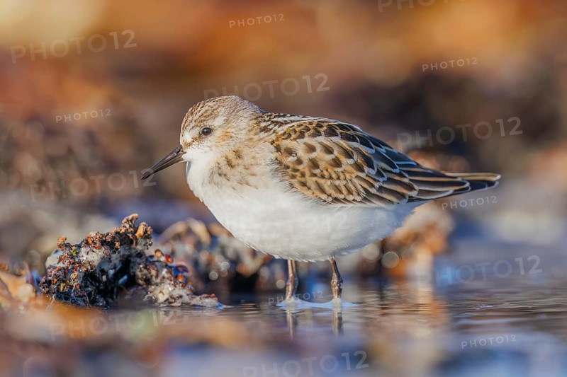 Zwergstrandläufer, Calidris minuta Little Stint, Calidris minuta