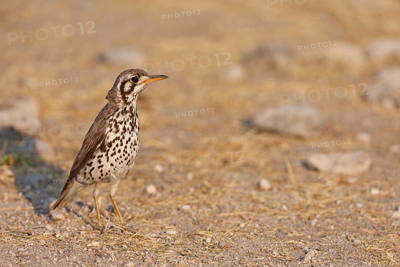 Groundscraper Thrush (Turdus litsitsirupa), Oshikoto, Namibia, Africa
