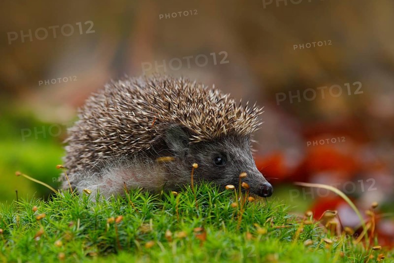 West European Hedgehog in green moss with orange background during autumn