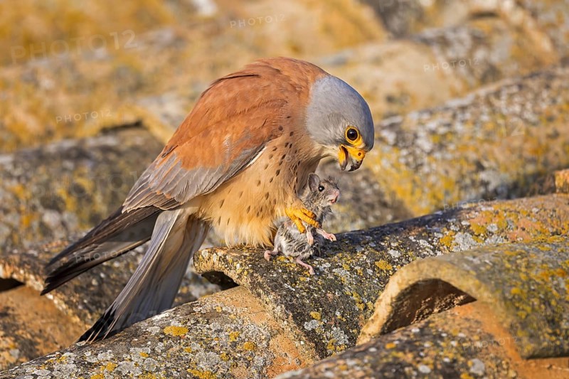 Lesser Kestrel (Falco naumanni) male with mouse prey, Spain, Europe