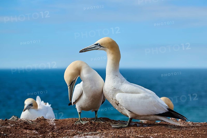 Northern gannet (Morus bassanus) greet each other with their beaks in the colony, at sunset, wildlife, Helgoland, Germany, Europe