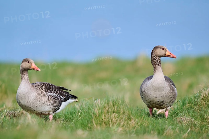 Greylag goose (Anser anser) couple on a field, wildlife, Helgoland, Germany, Europe
