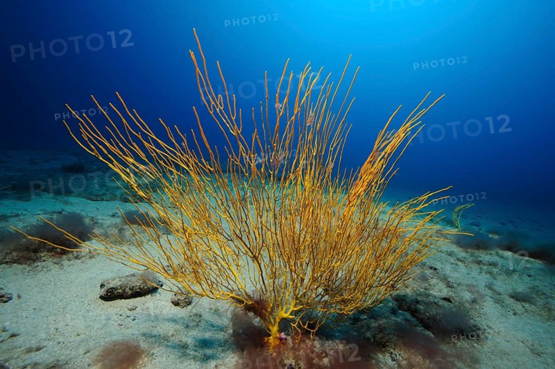Yellow Atlantic shrub gorgonian (Muricea atlantica) Horn coral, East Atlantic, Fuerteventura, Canary Islands, Spain, Europe