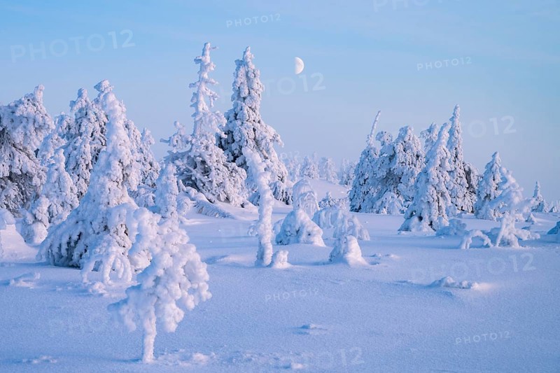 Winter landscape with snow-covered trees, Riisitunturi National Park, Posio, Lapland, Finland, Europe