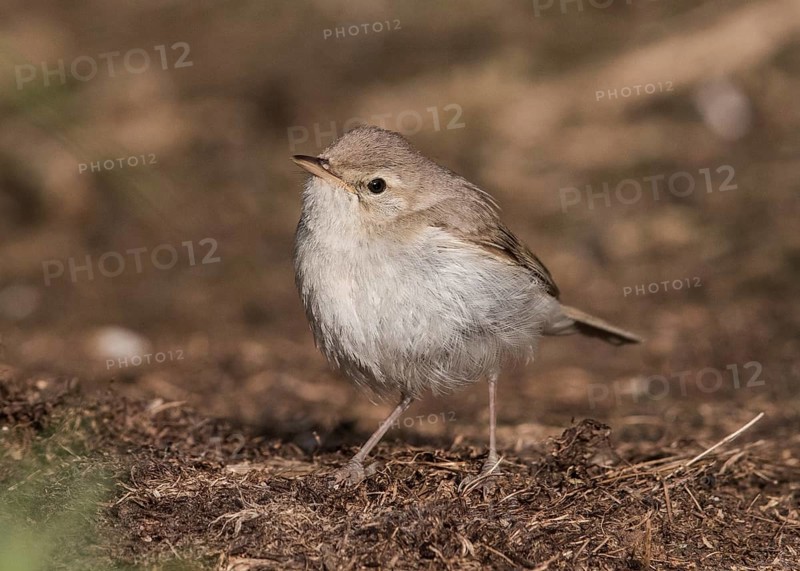 Booted Warbler (Iduna caligata) perched on a branch, Wales, United Kingdom, Europe